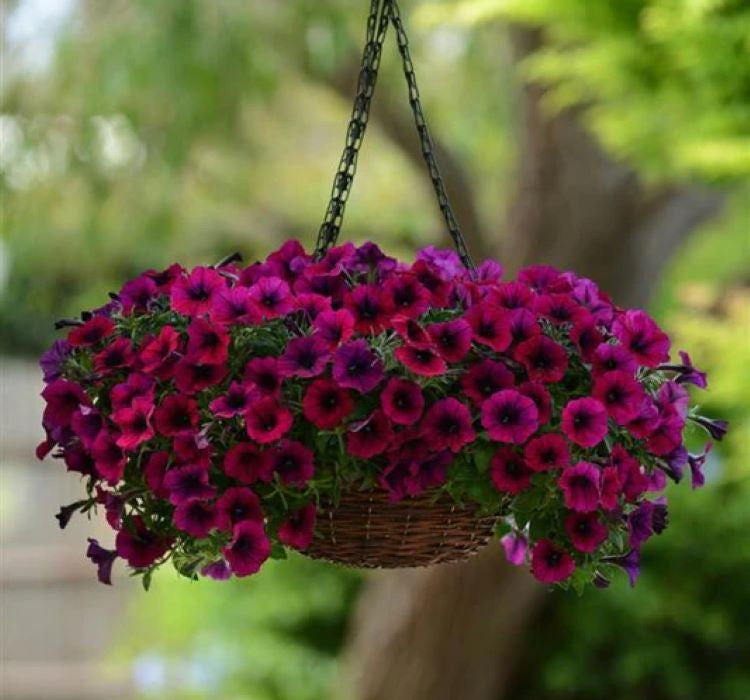 Petunya - Büyük Dev Salkım Sarkıcı - PURBLE ( 5 Tohum ) - MegCiTo