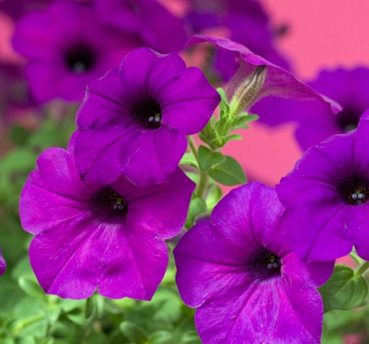 Petunya - Büyük Dev Salkım Sarkıcı - PURBLE ( 5 Tohum ) - MegCiTo