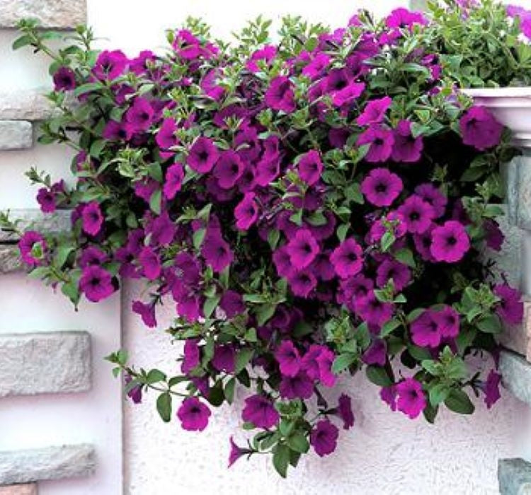 Petunya - Büyük Dev Salkım Sarkıcı - PURBLE ( 5 Tohum ) - MegCiTo