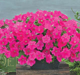 Petunya - Büyük Dev Salkım Sarkıcı - GÜL RENGİ ( 5 Tohum ) - MegCiTo