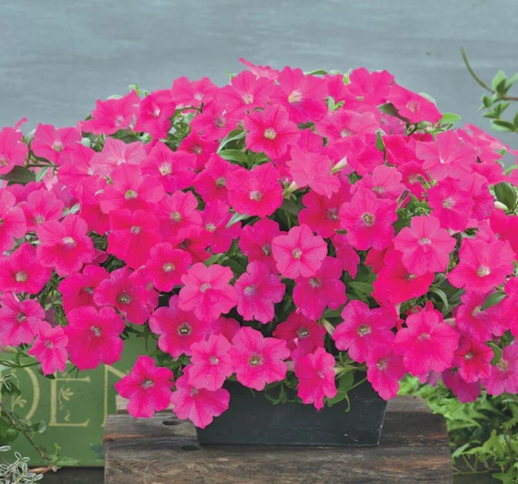 Petunya - Büyük Dev Salkım Sarkıcı - GÜL RENGİ ( 5 Tohum ) - MegCiTo