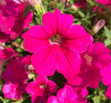 Petunya - Büyük Dev Salkım Sarkıcı - GÜL RENGİ ( 5 Tohum ) - MegCiTo