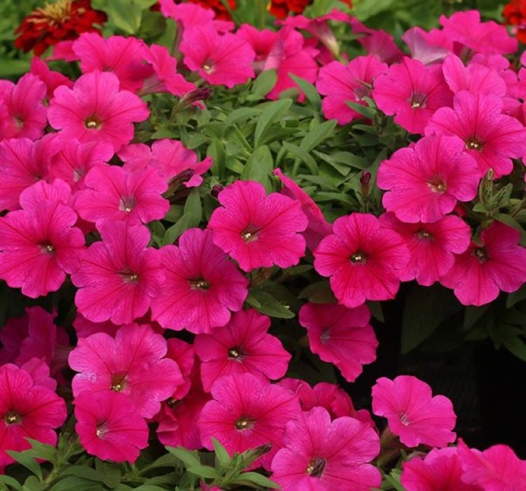 Petunya - Büyük Dev Salkım Sarkıcı - GÜL RENGİ ( 5 Tohum ) - MegCiTo