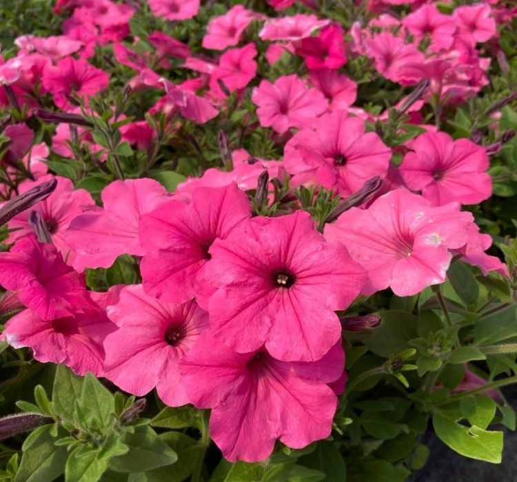 Petunya - Büyük Dev Salkım Sarkıcı - GÜL RENGİ ( 5 Tohum ) - MegCiTo