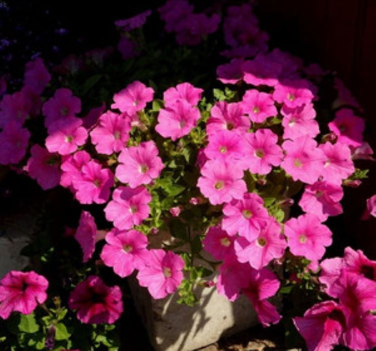 Petunya - Büyük Dev Salkım Sarkıcı - GÜL RENGİ ( 5 Tohum ) - MegCiTo