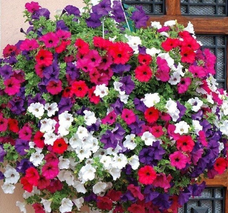 Petunya Çiçeği Tohumu ( İri çiçekli Bodur ) Karışık Renkli - 15 Tohum - MegCiTo