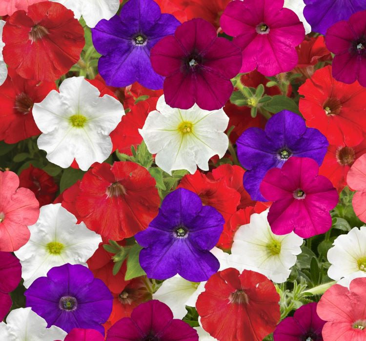 Petunya Çiçeği Tohumu ( İri çiçekli Bodur ) Karışık Renkli - 15 Tohum - MegCiTo