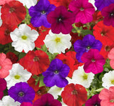 Petunya Çiçeği Tohumu ( İri çiçekli Bodur ) Karışık Renkli - 15 Tohum - MegCiTo