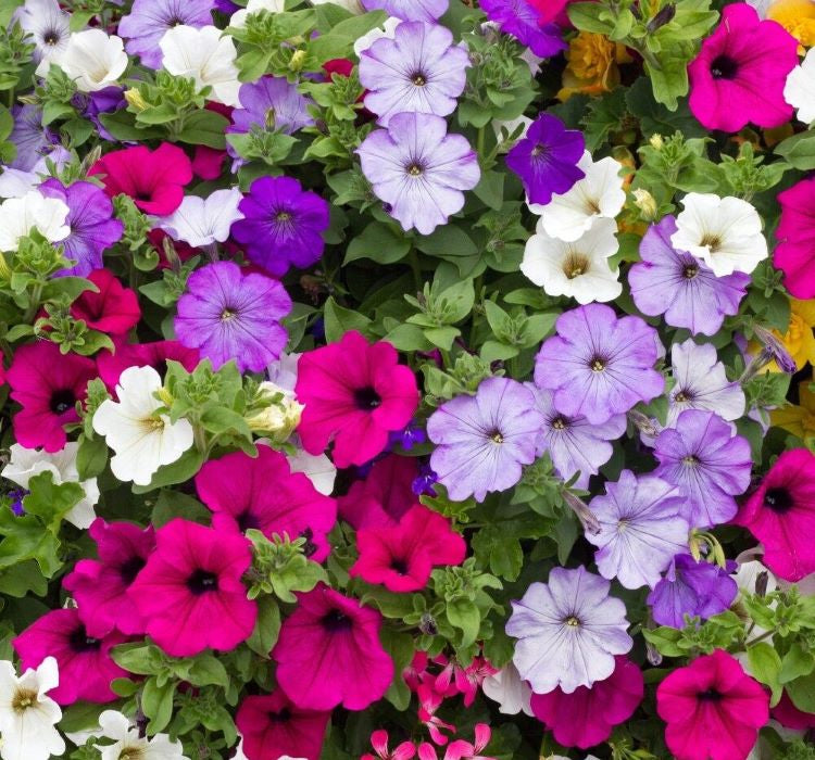 Petunya Çiçeği Tohumu ( İri çiçekli Bodur ) Karışık Renkli - 15 Tohum - MegCiTo