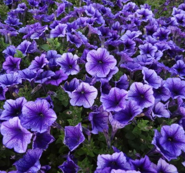 Petunya Çiçeği Tohumu ( İri çiçekli Bodur ) Mavi Damarlı Renkli - 15 Tohum - MegCiTo