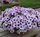 Petunya Çiçeği Tohumu ( İri çiçekli Bodur ) Mavi Damarlı Renkli - 15 Tohum - MegCiTo