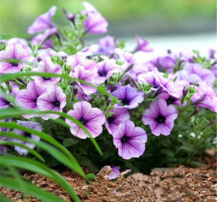 Petunya Çiçeği Tohumu ( İri çiçekli Bodur ) Mavi Damarlı Renkli - 15 Tohum - MegCiTo