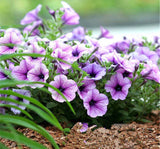 Petunya Çiçeği Tohumu ( İri çiçekli Bodur ) Mavi Damarlı Renkli - 15 Tohum - MegCiTo