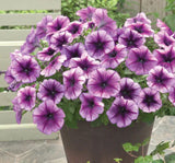 Petunya Çiçeği Tohumu ( İri çiçekli Bodur ) Mavi Damarlı Renkli - 15 Tohum - MegCiTo