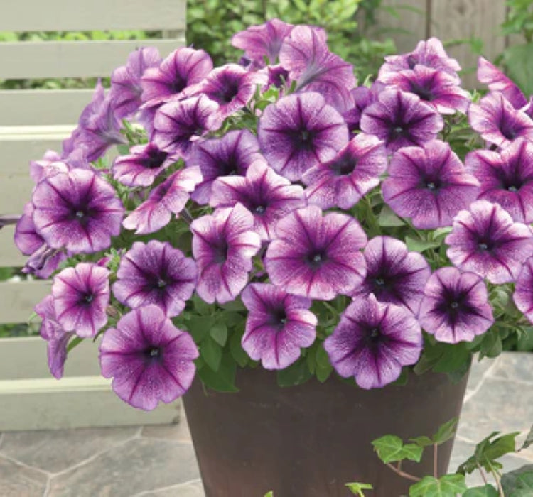 Petunya Çiçeği Tohumu ( İri çiçekli Bodur ) Mavi Damarlı Renkli - 15 Tohum - MegCiTo