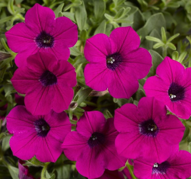 Petunya Çiçeği Tohumu ( İri çiçekli Bodur ) Mürdüm Renkli - 15 Tohum - MegCiTo