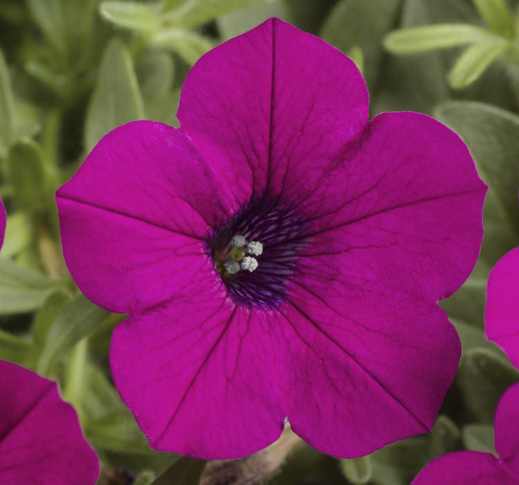 Petunya Çiçeği Tohumu ( İri çiçekli Bodur ) Mürdüm Renkli - 15 Tohum - MegCiTo