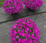 Petunya Çiçeği Tohumu ( İri çiçekli Bodur ) Mürdüm Renkli - 15 Tohum - MegCiTo