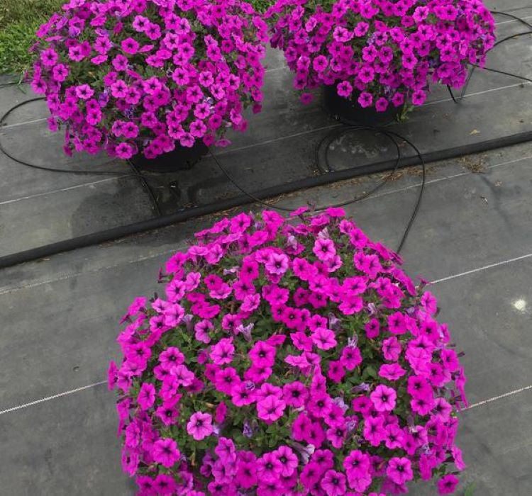 Petunya Çiçeği Tohumu ( İri çiçekli Bodur ) Mürdüm Renkli - 15 Tohum - MegCiTo