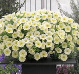 Petunya - Büyük Dev Salkım Sarkıcı - SARI ( 5 Tohum ) - MegCiTo