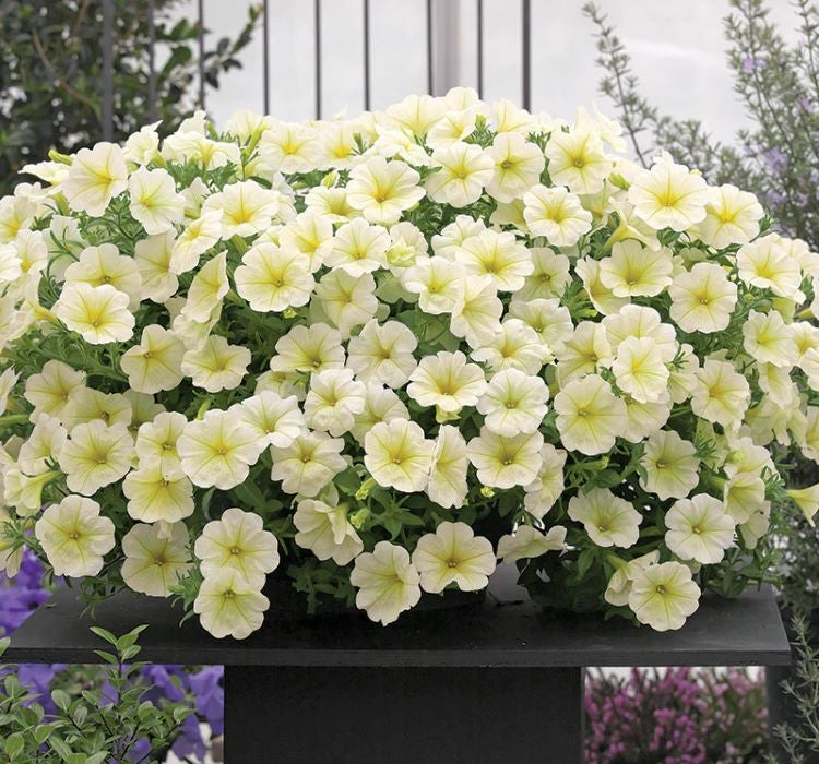 Petunya - Büyük Dev Salkım Sarkıcı - SARI ( 5 Tohum ) - MegCiTo