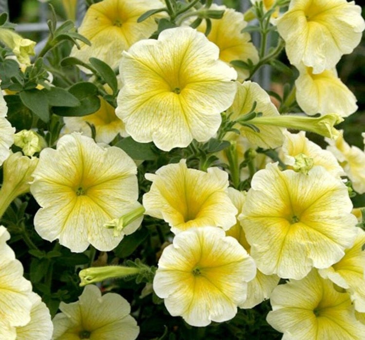 Petunya - Büyük Dev Salkım Sarkıcı - SARI ( 5 Tohum ) - MegCiTo