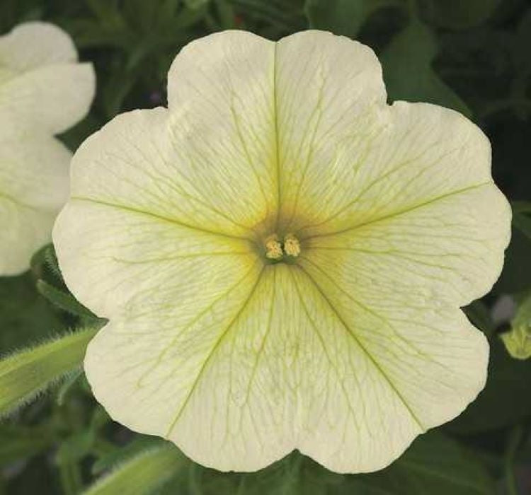 Petunya - Büyük Dev Salkım Sarkıcı - SARI ( 5 Tohum ) - MegCiTo