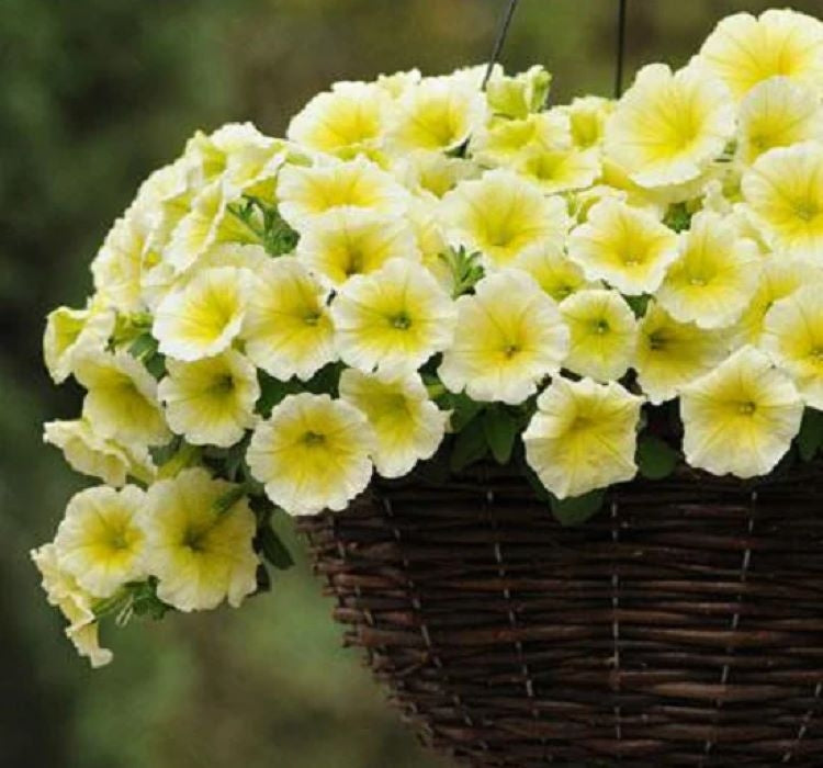 Petunya - Büyük Dev Salkım Sarkıcı - SARI ( 5 Tohum ) - MegCiTo