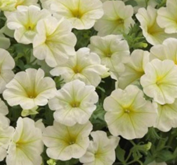 Petunya - Büyük Dev Salkım Sarkıcı - SARI ( 5 Tohum ) - MegCiTo