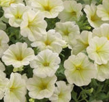 Petunya - Büyük Dev Salkım Sarkıcı - SARI ( 5 Tohum ) - MegCiTo