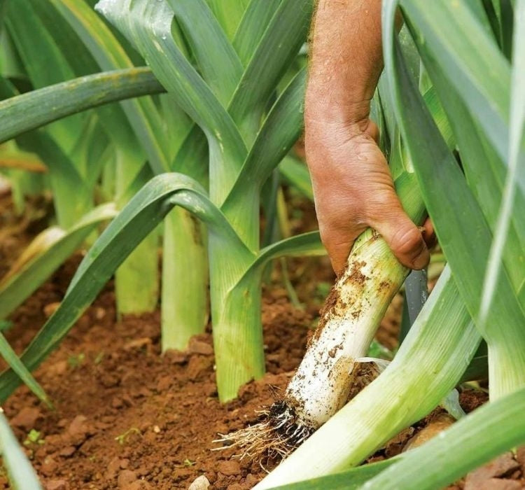 PIRASA ( ÇOKLU TOHUM ) - 5 Gram - MegCiTo