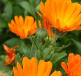 PORTAKAL NERGİSİ ( ÇOKLU TOHUM ) - 200 Tohum - KARIŞIK Renk - MegCiTo