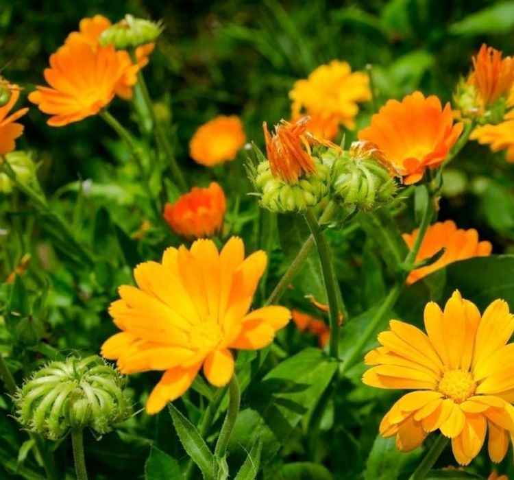 PORTAKAL NERGİSİ ( ÇOKLU TOHUM ) - 200 Tohum - KARIŞIK Renk - MegCiTo