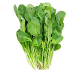 ROKA GENİŞ YAPRAK ( ÇOKLU TOHUM ) - 10 Gram - MegCiTo