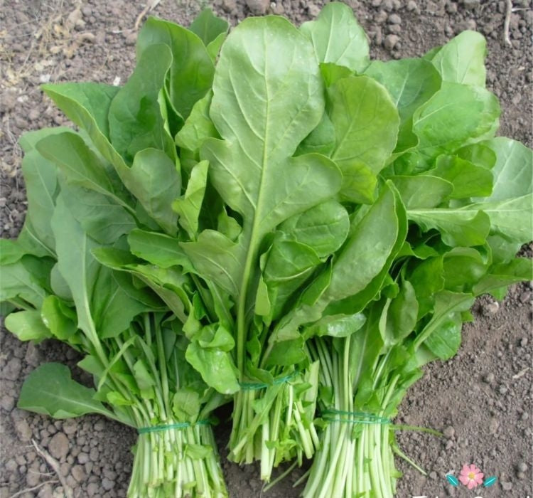 ROKA GENİŞ YAPRAK ( ÇOKLU TOHUM ) - 10 Gram - MegCiTo