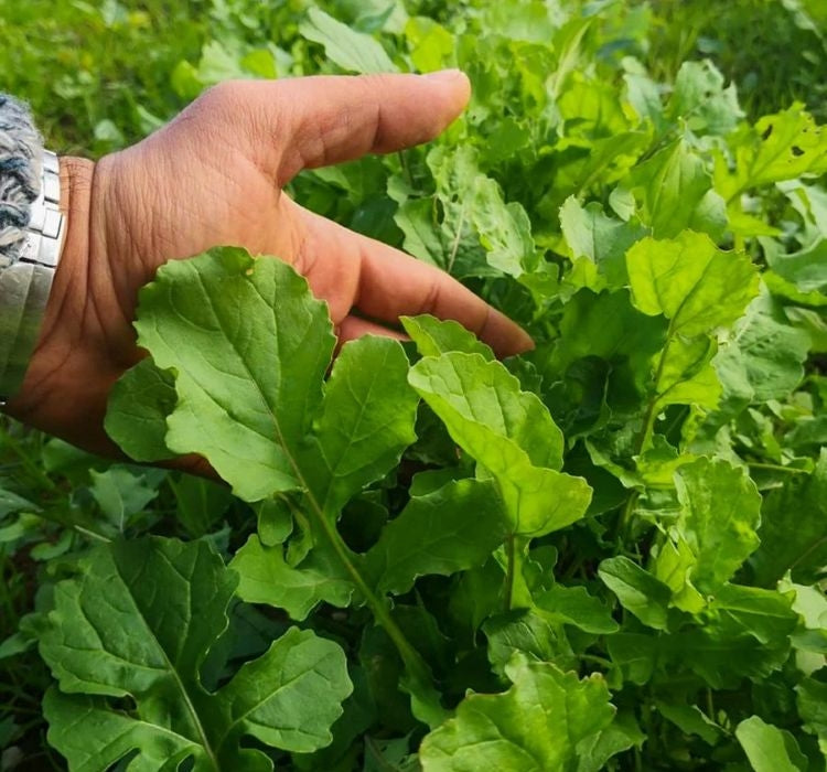 ROKA GENİŞ YAPRAK ( ÇOKLU TOHUM ) - 10 Gram - MegCiTo