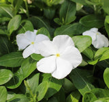 Rozet Çiçeği ( Çok Çiçekli Çok Dallanan ) Saf Beyaz Renkli - 15 Tohum - MegCiTo