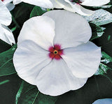 Rozet Çiçeği ( Çok Çiçekli Çok Dallanan ) Beyaz Kırmızı Benek Renkli - 15 Tohum - MegCiTo