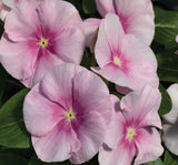 Rozet Çiçeği ( Çok Çiçekli Çok Dallanan ) Buz Pembe Renkli - 15 Tohum - MegCiTo