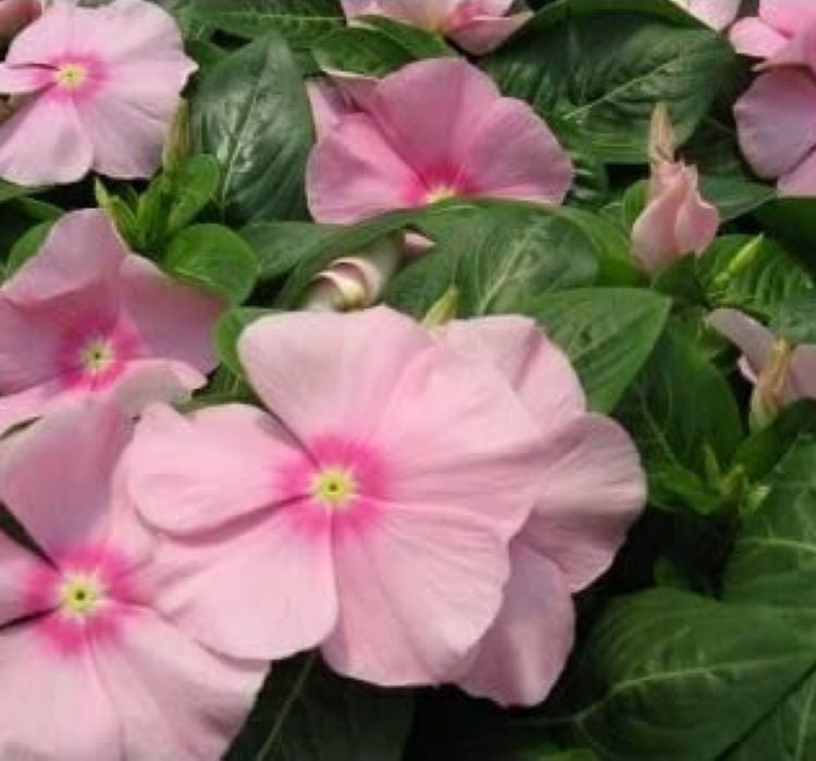 Rozet Çiçeği ( Çok Çiçekli Çok Dallanan ) Buz Pembe Renkli - 15 Tohum - MegCiTo