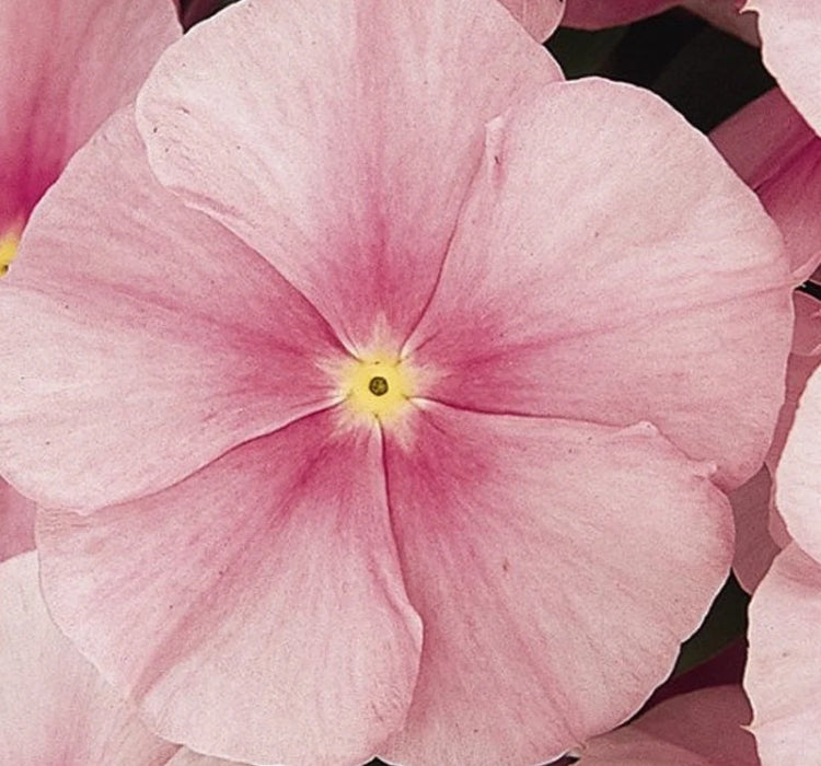 Rozet Çiçeği ( Çok Çiçekli Çok Dallanan ) Buz Pembe Renkli - 15 Tohum - MegCiTo