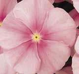 Rozet Çiçeği ( Çok Çiçekli Çok Dallanan ) Buz Pembe Renkli - 15 Tohum - MegCiTo