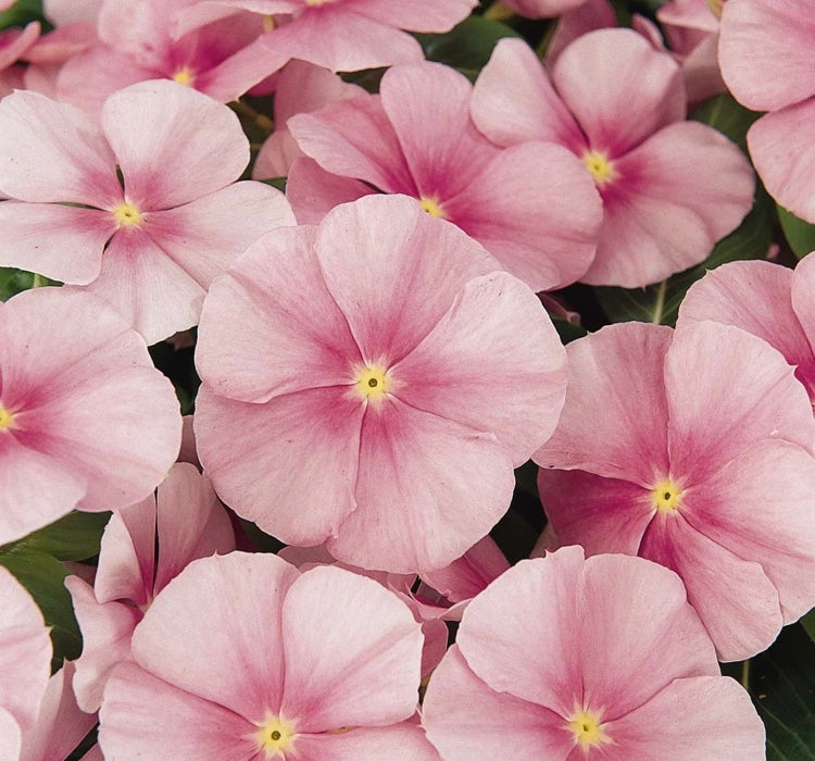 Rozet Çiçeği ( Çok Çiçekli Çok Dallanan ) Buz Pembe Renkli - 15 Tohum - MegCiTo