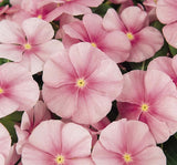 Rozet Çiçeği ( Çok Çiçekli Çok Dallanan ) Buz Pembe Renkli - 15 Tohum - MegCiTo