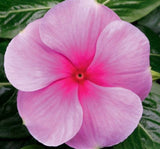 Rozet Çiçeği ( Çok Çiçekli Çok Dallanan ) Fuşya Renkli - 15 Tohum - MegCiTo