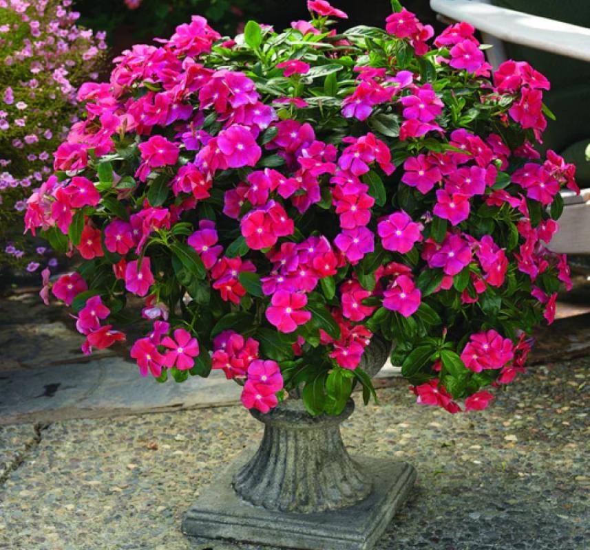 Rozet Çiçeği ( Çok Çiçekli Çok Dallanan ) Fuşya Renkli - 15 Tohum - MegCiTo