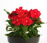 Rozet Çiçeği ( Çok Çiçekli Çok Dallanan ) Gerçek Kırmızı Renkli - 15 Tohum - MegCiTo
