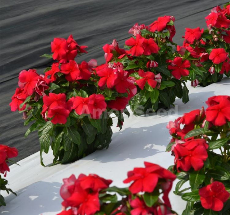 Rozet Çiçeği ( Çok Çiçekli Çok Dallanan ) Gerçek Kırmızı Renkli - 15 Tohum - MegCiTo