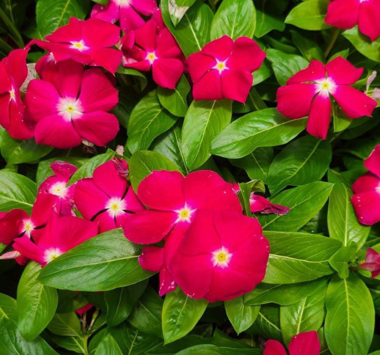 Rozet Çiçeği ( Çok Çiçekli Çok Dallanan ) Beyaz Kırmızı Nokta Renkli - 15 Tohum - MegCiTo