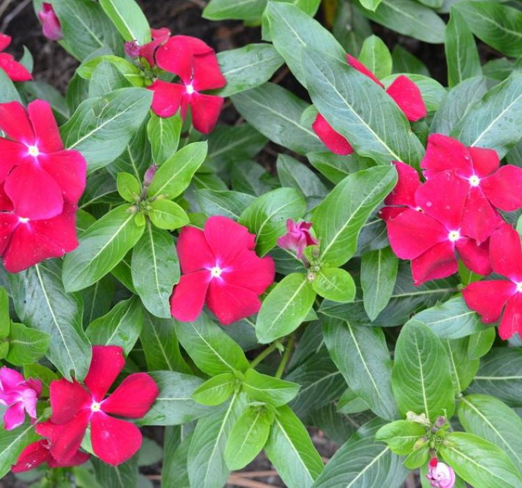 Rozet Çiçeği ( Çok Çiçekli Çok Dallanan ) Beyaz Kırmızı Nokta Renkli - 15 Tohum - MegCiTo